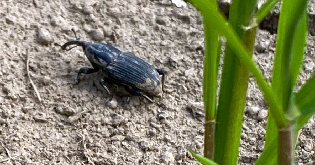 Billbugs: The best protection starts at planting