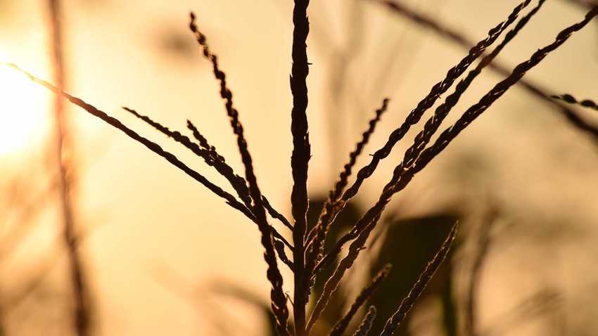 Corn Tassel at sunset