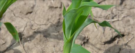 5_steps_determine_corn_crop_growing_proper_rate_1_635975359490147398.jpg