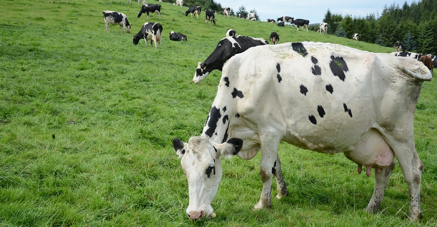 dairy cows grazing in green pasture