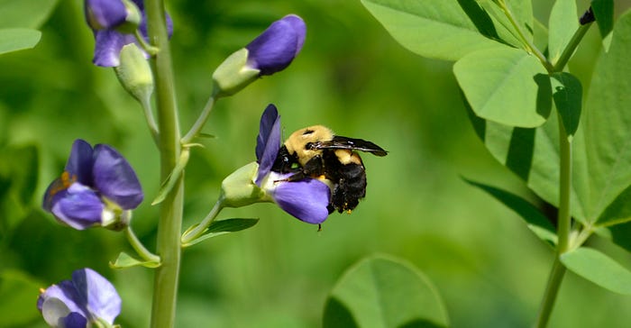  little bumble bee is trying to insert himself into the Blue False Indigo blossom