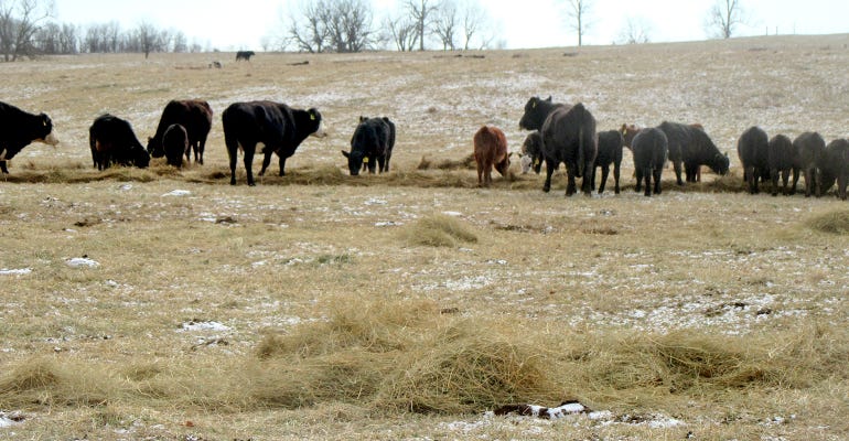 cattle eating ammoniated hay