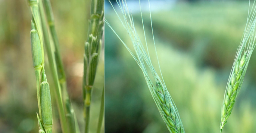 Aegilops speltoides, left, and Triticum dicoccoides, or wild Emmer, growing in the WGRC Industry-University Cooperative Resea Aegilops speltoides, left, and Triticum dicoccoides, or wild Emmer, growing in the WGRC Industry-University Cooperative Resea