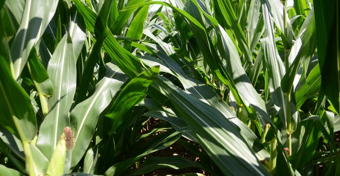healthy corn plants