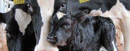 livingston_county_youth_states_top_junior_dairy_cattle_judge_1_635439969318718527.jpg