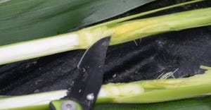 Tiny ear of corn that has not emerged from within the plant
