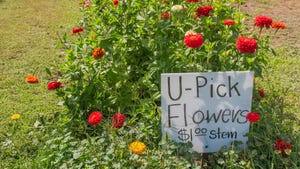 U-pick flowers