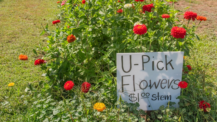 U-pick flowers