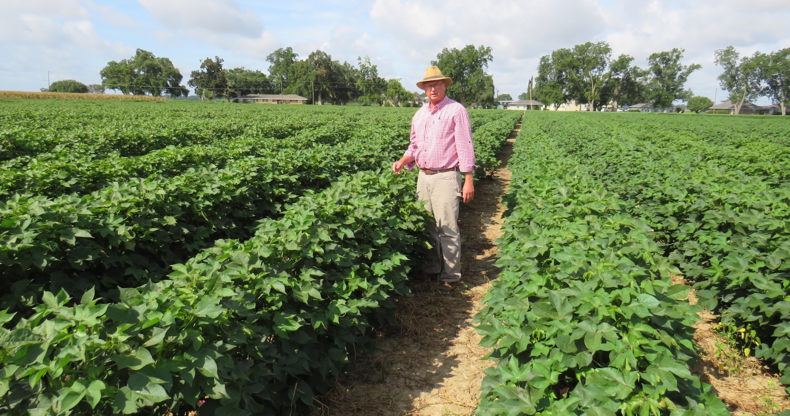 Hot summer produced a strong cotton crop