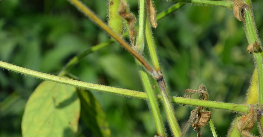 stem canker is producing discoloration at nodes on the main stem of this soybean plant