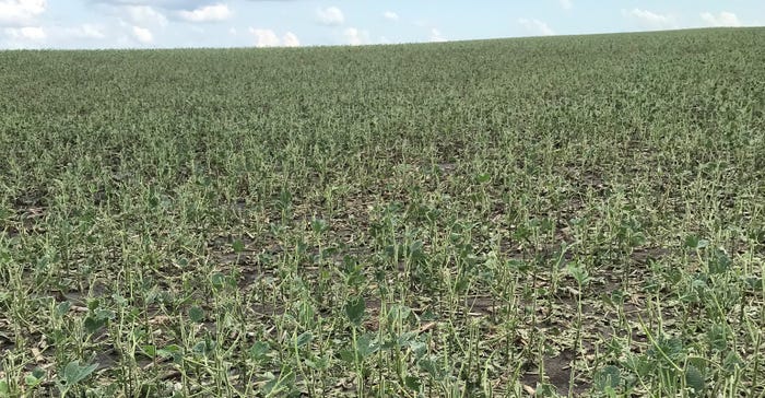 Hail-damaged soybean field 