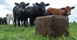 Nutritional mineral pressed block in focus in the foreground and young beef cattle out of focus in the background