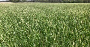 rye cover crop