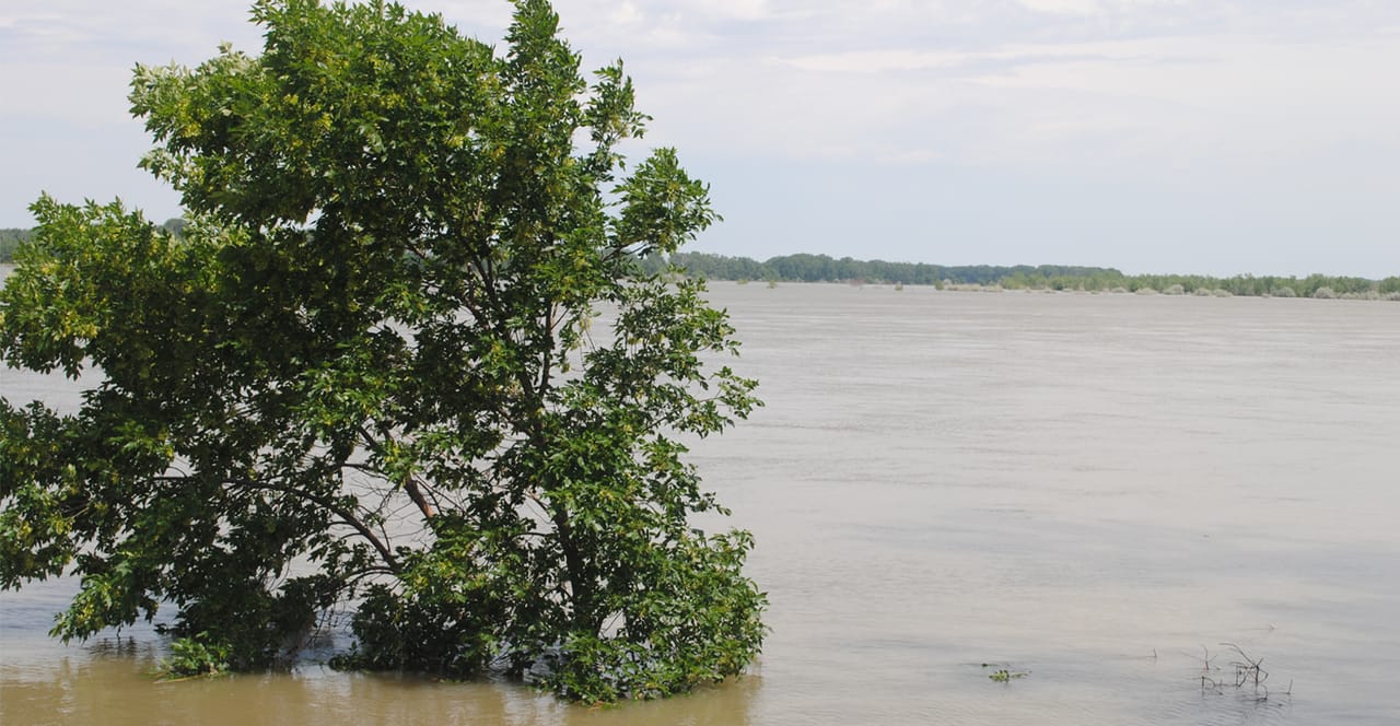 Flood Infected Tree Assessing tree resources after a flood