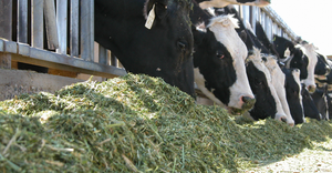 Closeup of cows feeding at barn