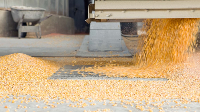 Grain truck unloading corn at elevator