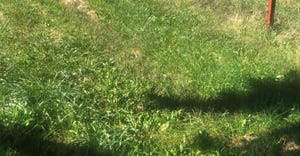 forage grass
