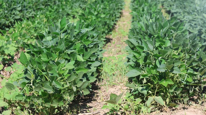 New genetic weapon fights soybean cyst nematode