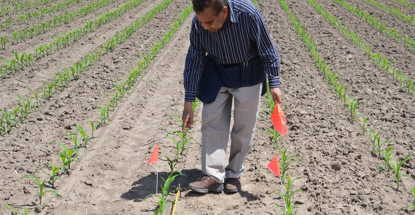 Dave Nanda counts corn plants in field