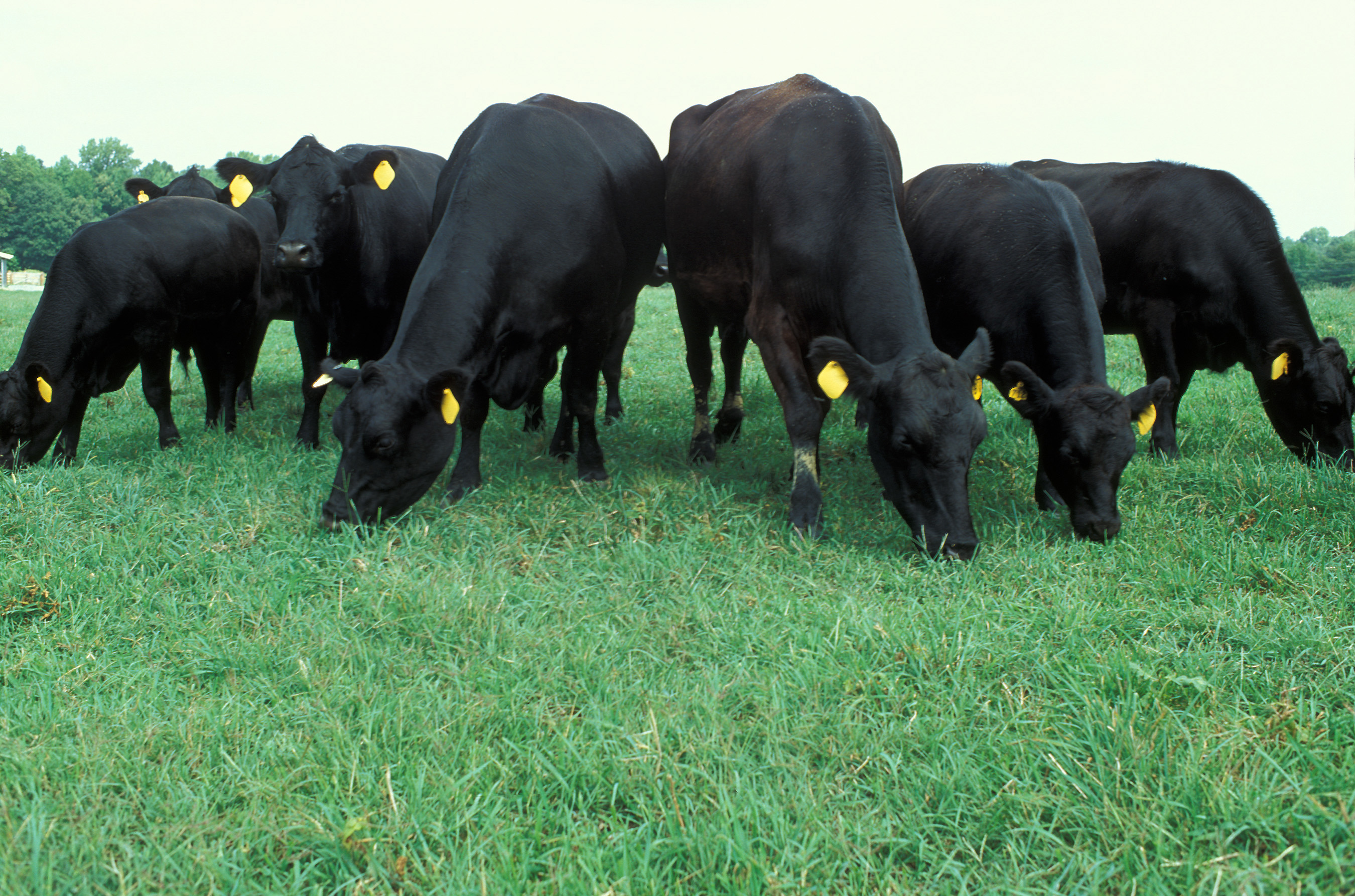 Big feeder cattle gain value