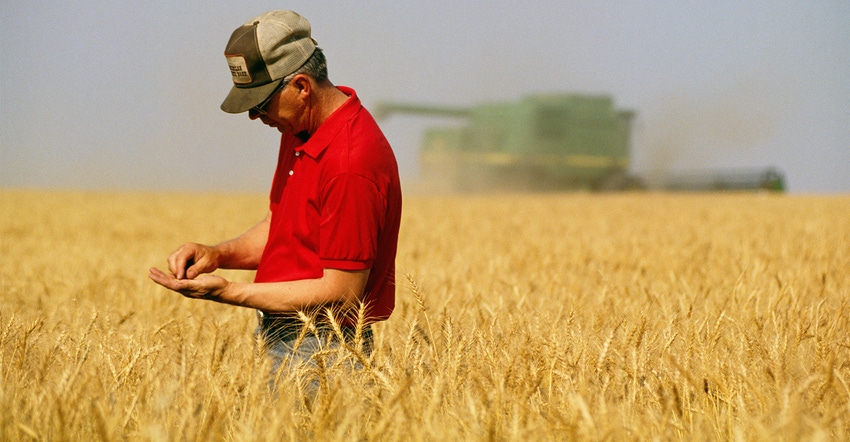 farmer in red shirt examining wheat field