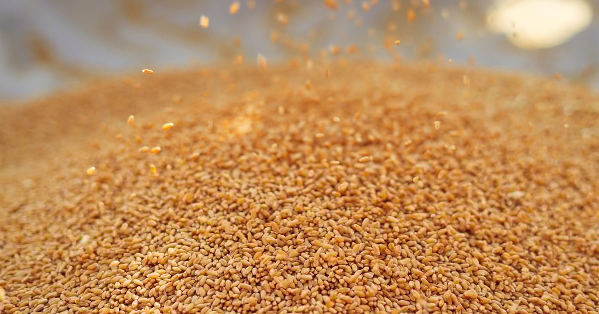 Kansas Wheat offers harvest update for Week 2