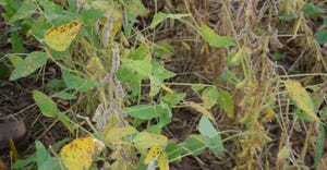 soybean plants with symptoms of fungal and bacterial disease 