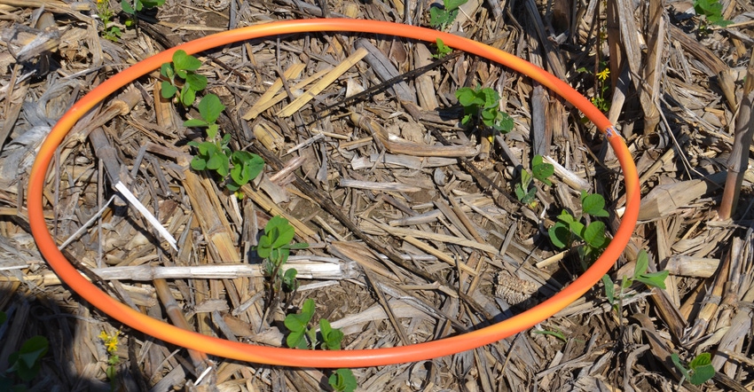 hula hoop on ground in soybean field