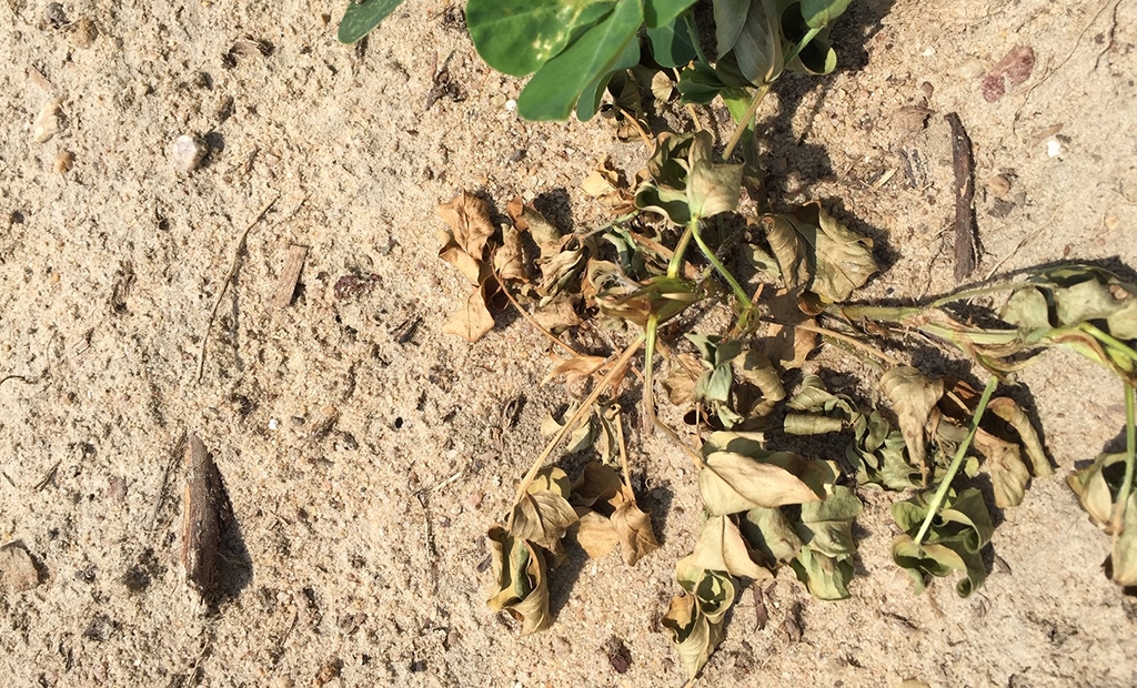 Record heat and getting dry. What is your crop’s disease risk now?