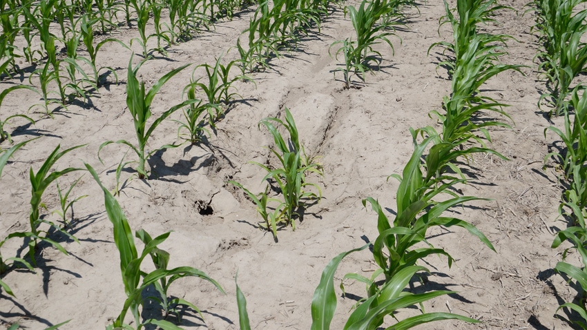  Dry soil between rows of small corn plants