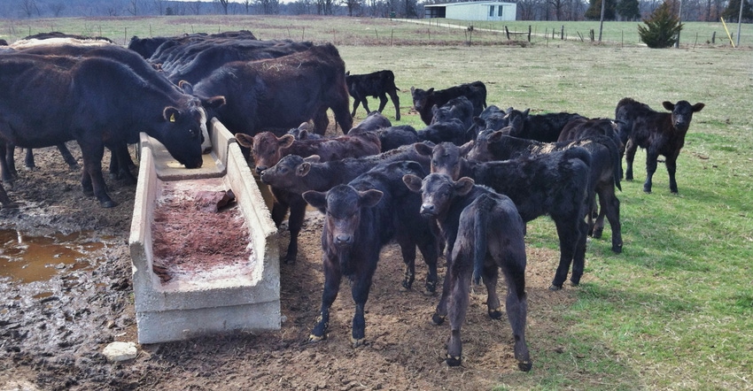 Cattle and calves at feeder in muddy field
