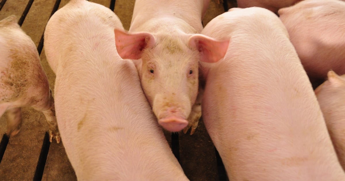Hogs in a cost-price squeeze