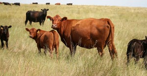 Red Angus cow and calf in pasture with Black Angus