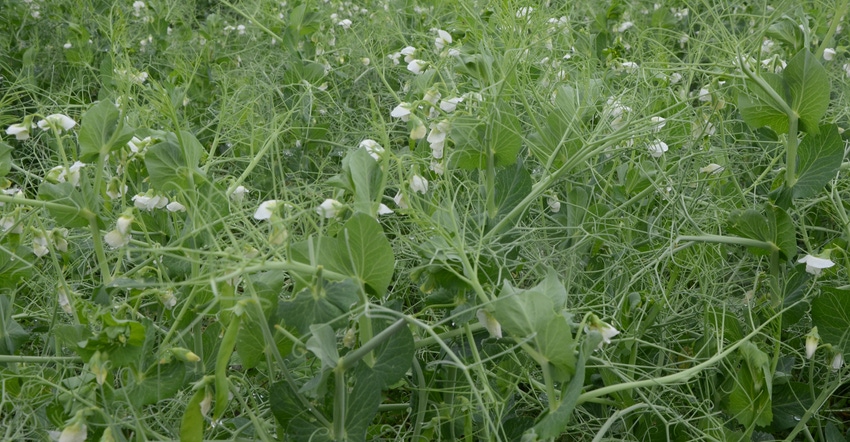 closeup of field peas