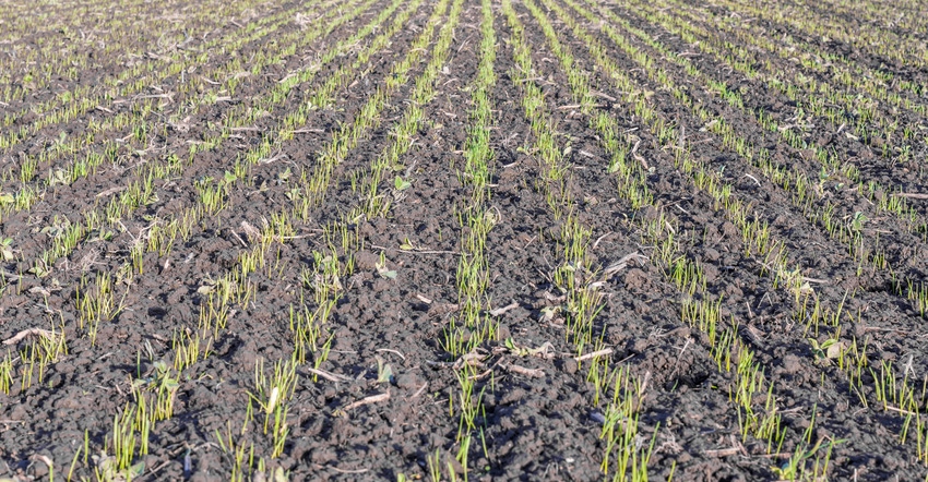 winter wheat seedlings emerge from soil winter wheat seedlings emerge from soil