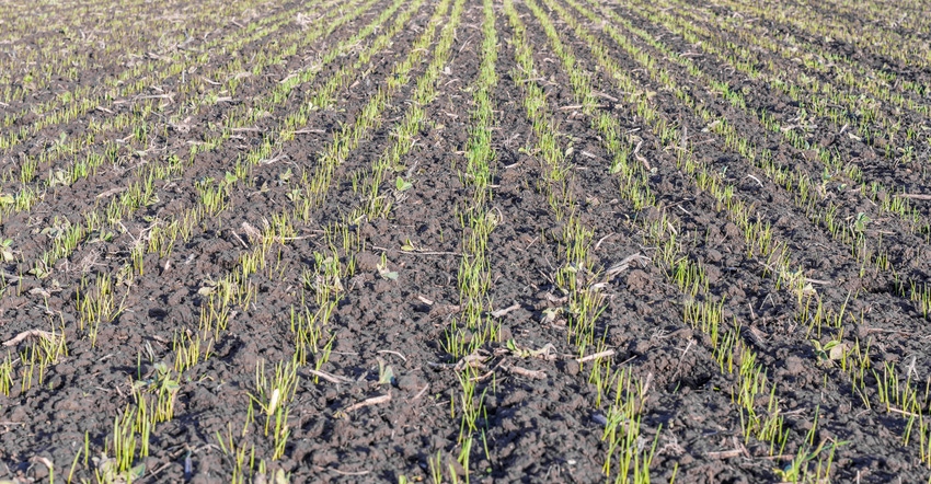 winter wheat seedlings emerge from soil