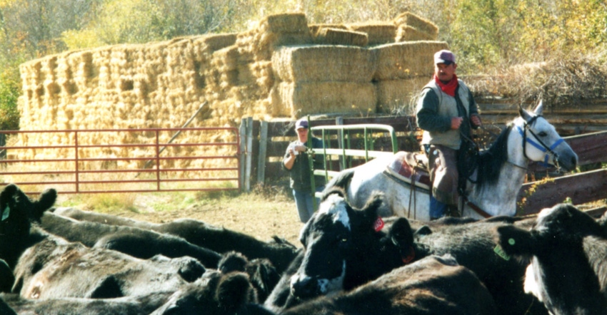 Ranchers make culling decisions