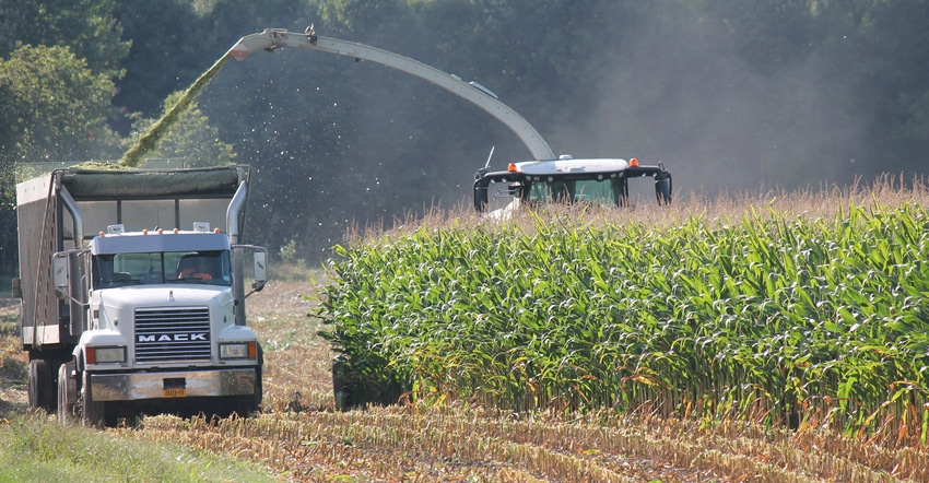 silage being harvested into cart