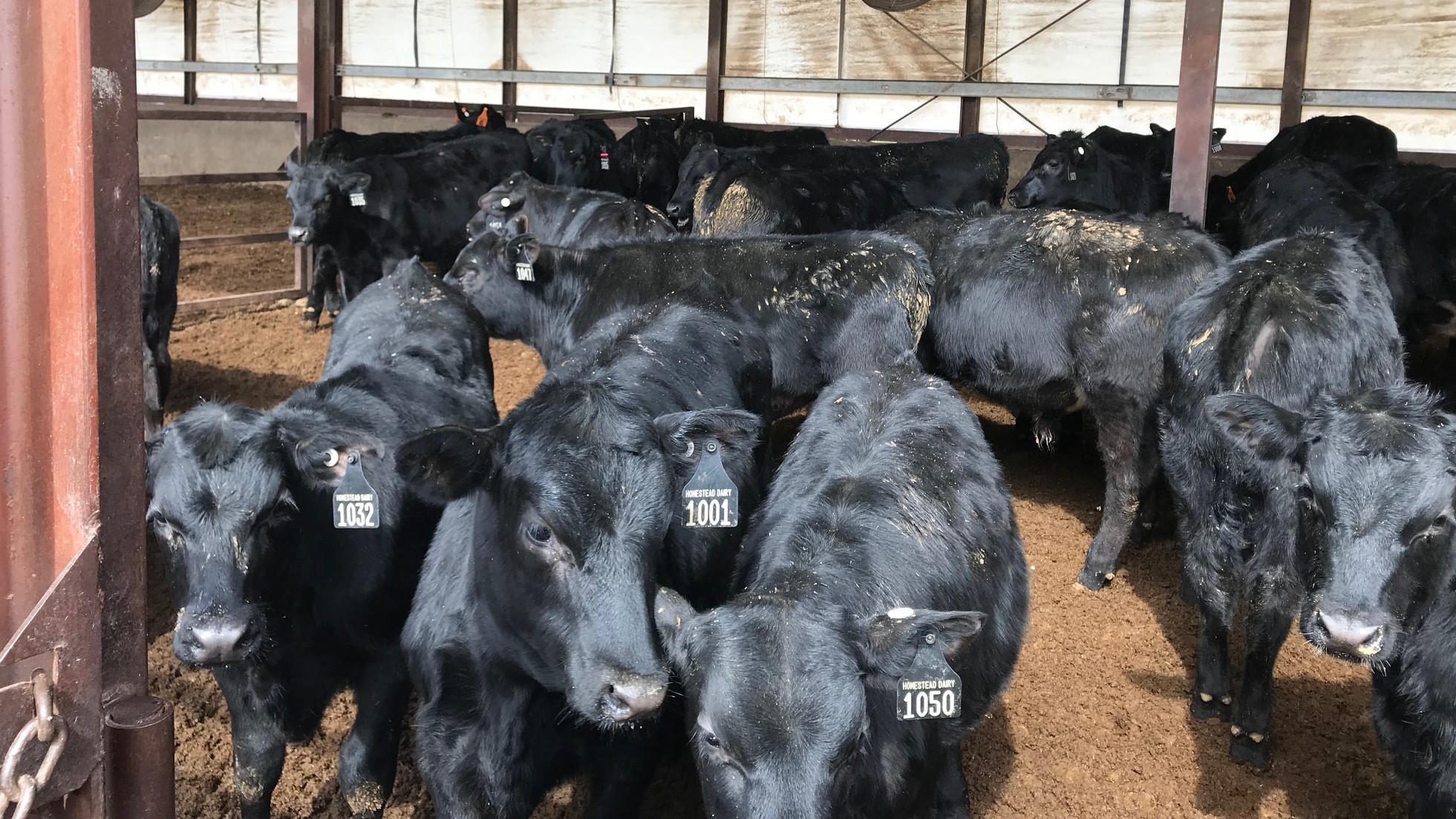 Select beef: Who wants it? - CAB Cattle