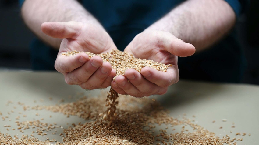 Cupped hands holding small grains