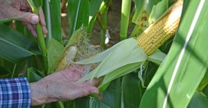 Dave Nanda holding ears of corn