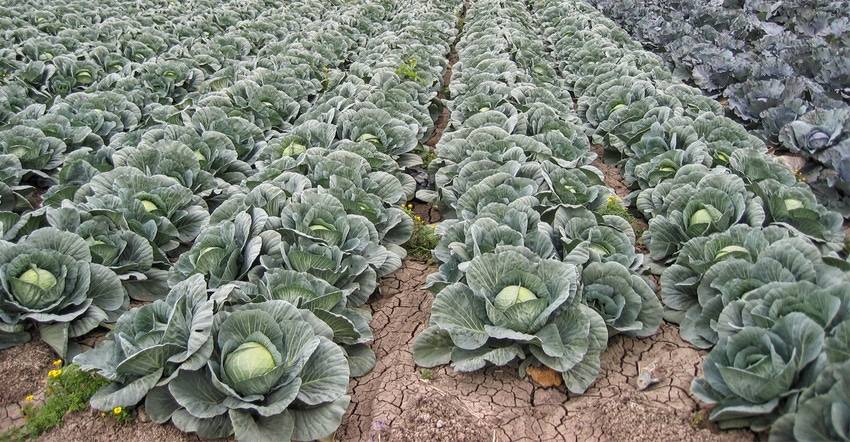 Extension-Cabbage-in-RGV.jpg