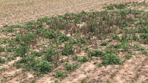 A patch of Canada thistle in a soybean field