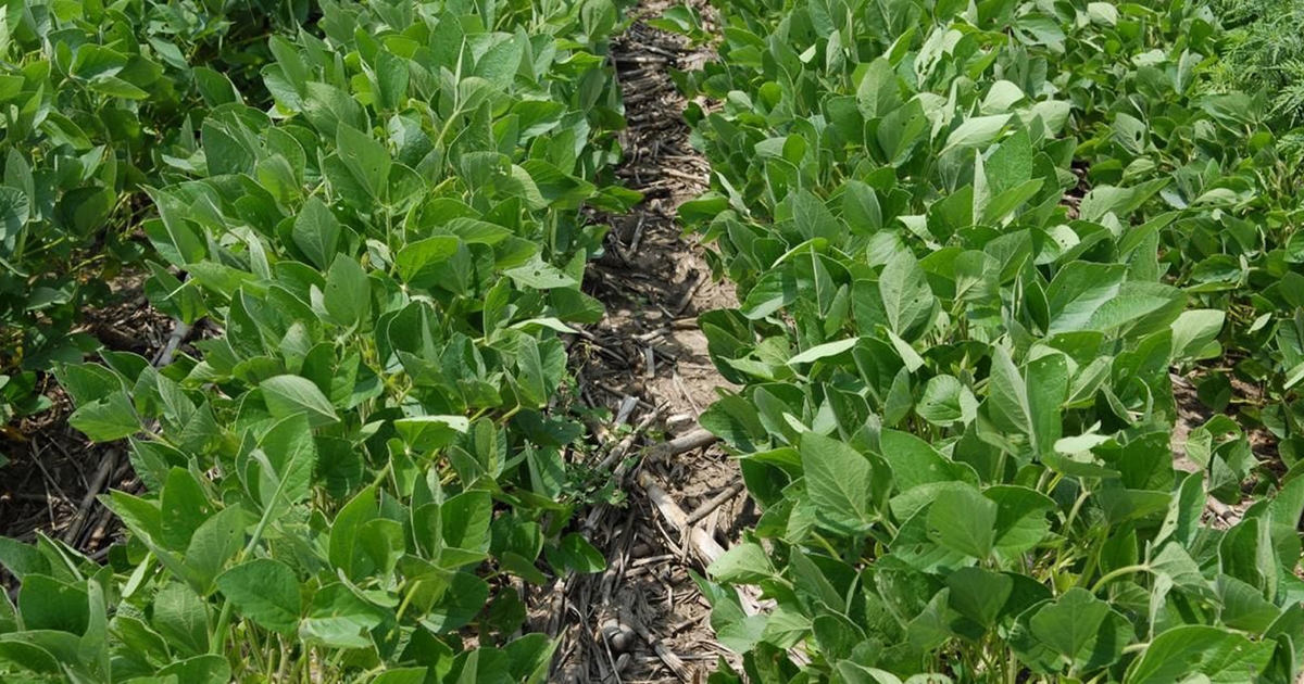 Options for resistant common ragweed in LibertyLink soybeans