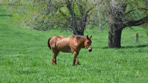  Quarterhorse in field