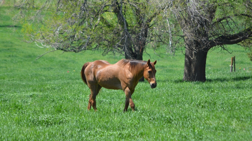 Quarterhorse in field Quarterhorse in field