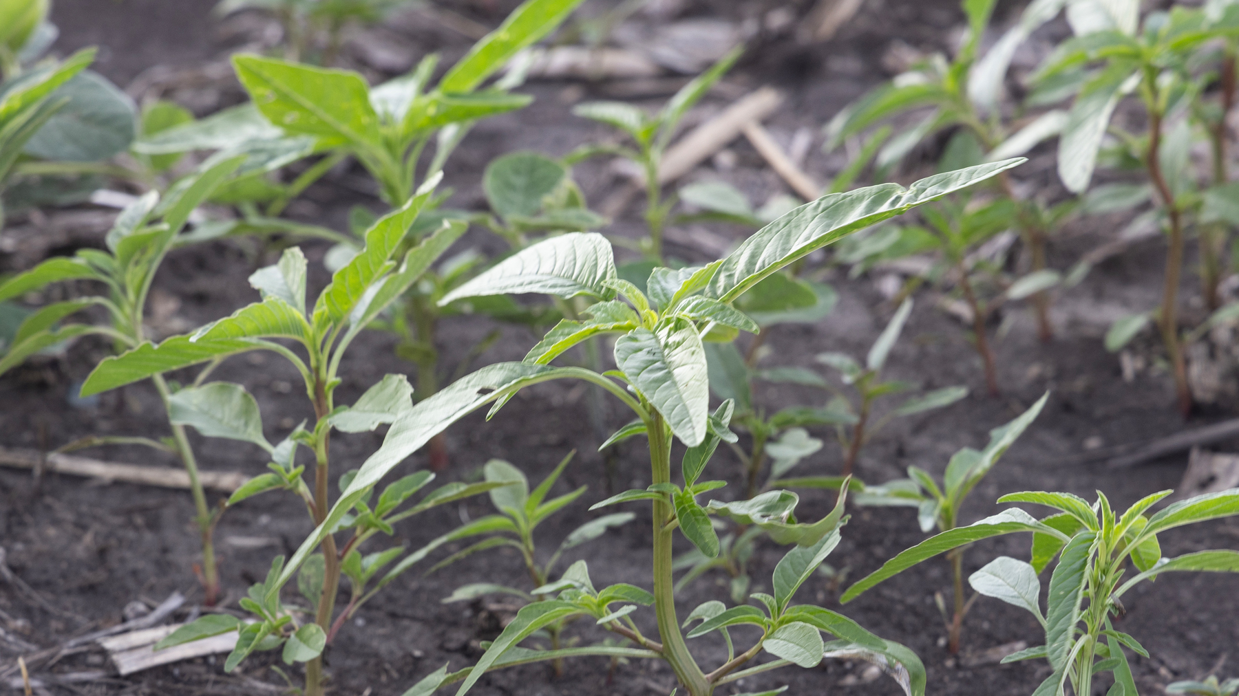 Gil Gullickson - waterhemp