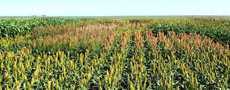 sorghum_silage_vs_corn_silage_cattle_5_management_considerations_1_635640145158116000.jpg