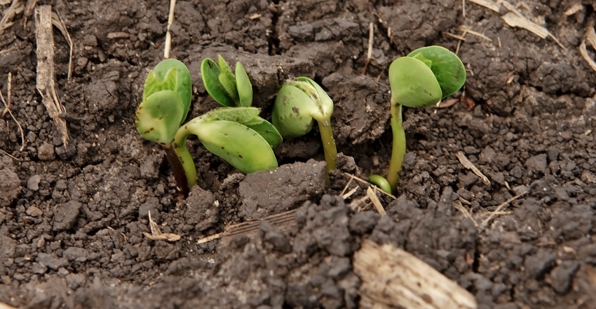 Soybean seedlings