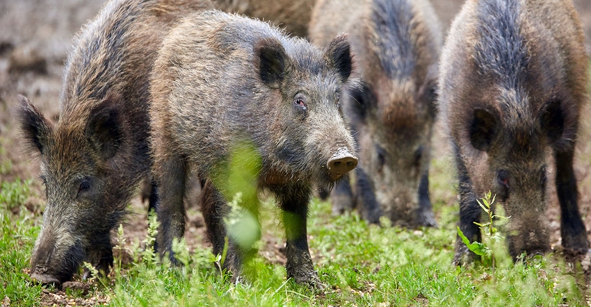 Wild-Hogs-Getty-Images-iStock-971011550.jpg